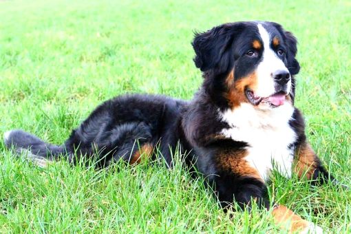 Fien is een bernersennen