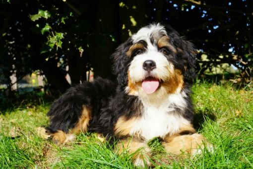 Ultra Bernedoodle