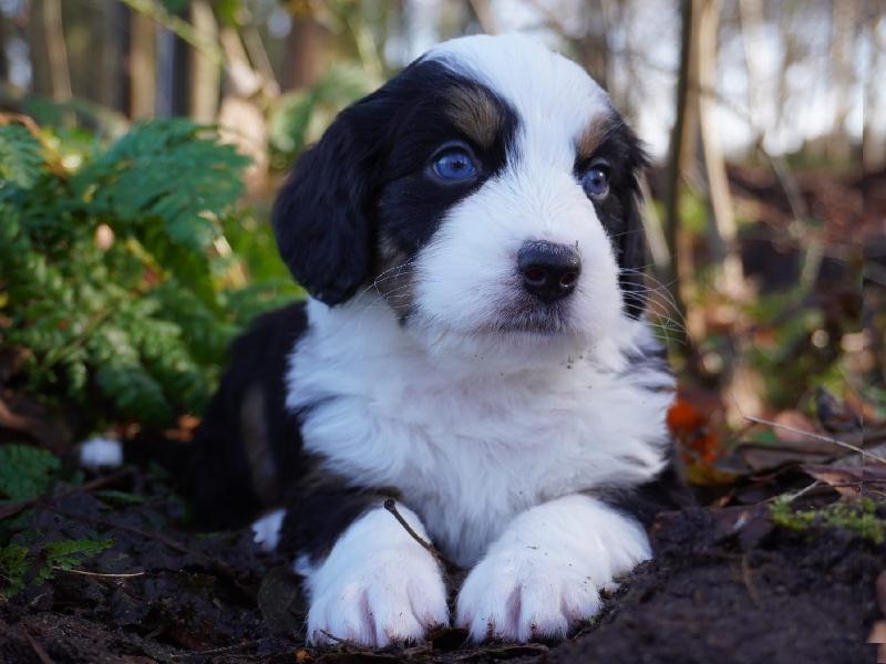 Odin