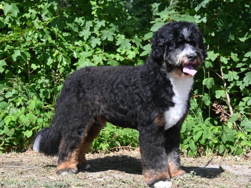 Odin