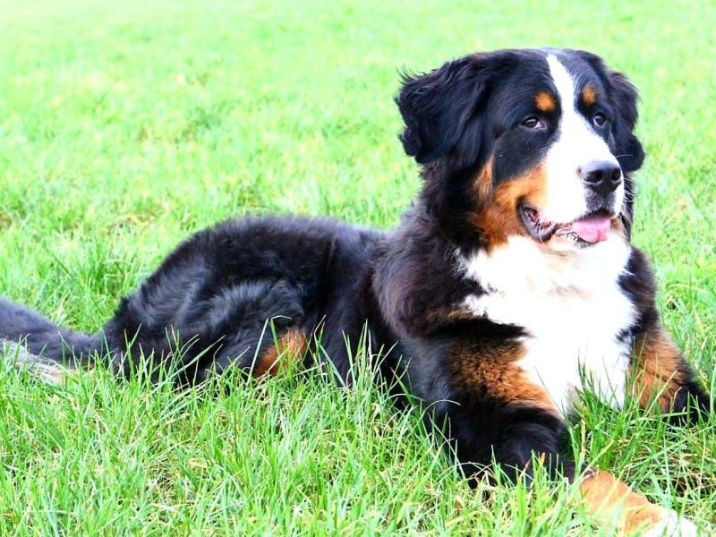 Odin