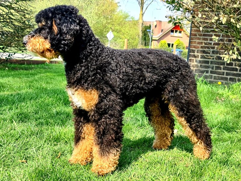 Odin