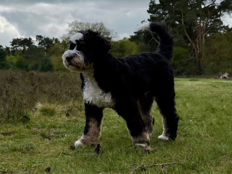 Odin