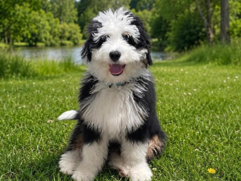 Odin