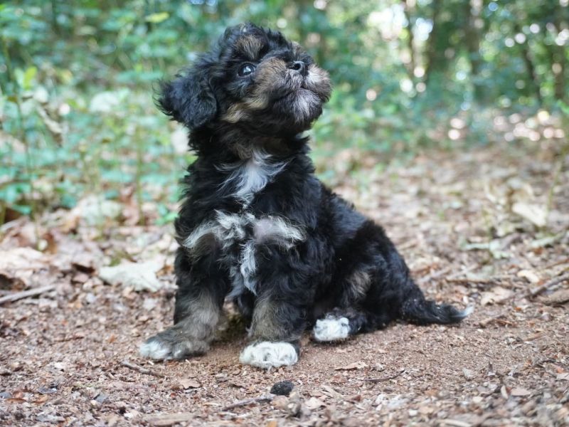 Odin