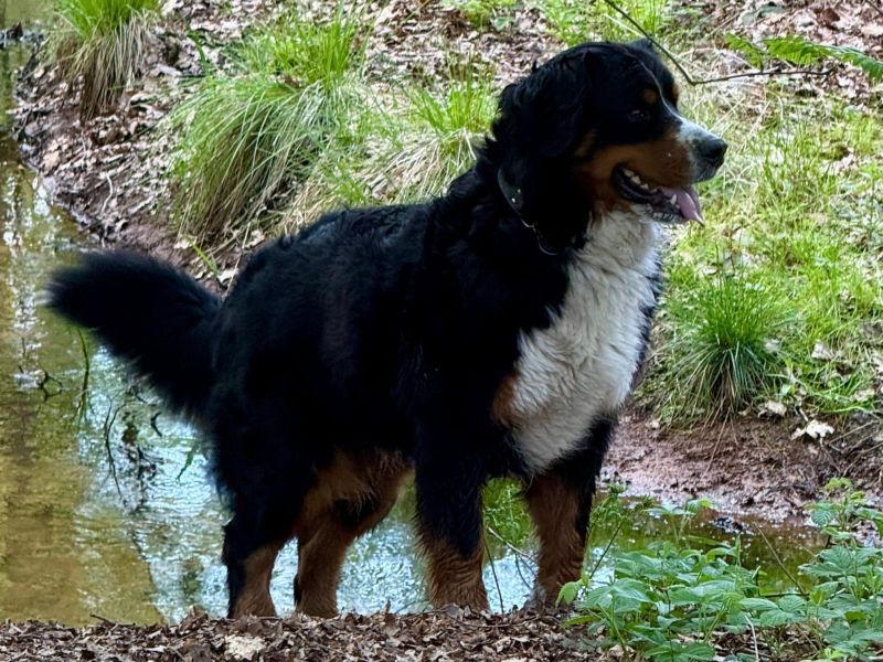 Odin